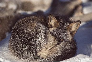 全新合作动作游戏《舍伍德好汉》公布 2023年发售